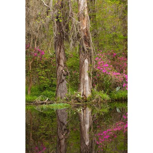 South Carolina-Charleston Azaleas blooming along ponds edge at Magnolia Gardens